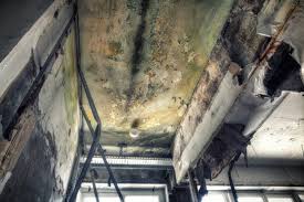 Why You Should Choose Our Mold Remediation Services in Dunes City, OR